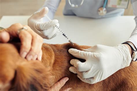 Leptospirosis Vaccine for Dogs: What It Is and How It .